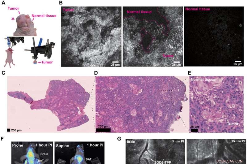 Bioinspired Molecular Dyes: Enhancing Biomedical Fluorescent Imaging with Long Stokes Shift