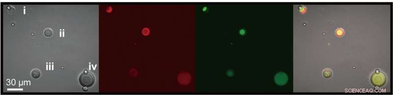 Cell Size Controls Molecular Separation in Microenvironments