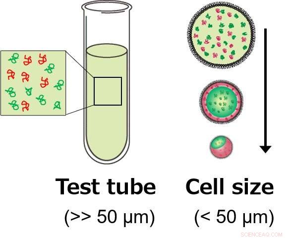 Cell Size Controls Molecular Separation in Microenvironments