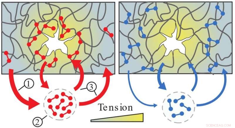 How Cells Use Catch Bonds to Strengthen Tissues Precisely