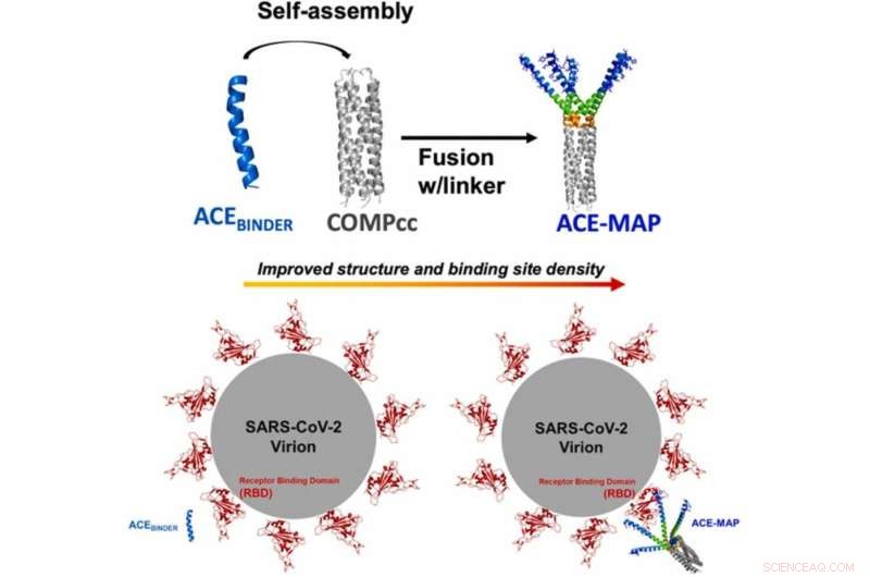 Engineered Multivalent Protein Binder Neutralizes SARS‑CoV‑2 RBD