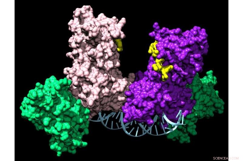 Revolutionizing Cancer Treatment: DNMT3A Enzyme Complexes Offer Targeted Chemo with Reduced Side Effects