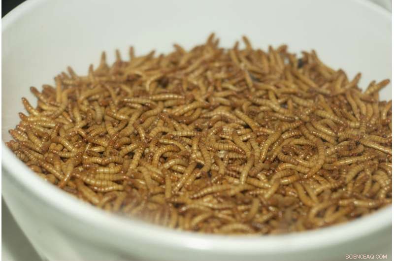 Mealworms Reimagined: A Healthy, Meat‑Like Seasoning