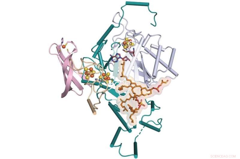 Discovery of Missing Step in Lipid Formation Paves Way for Climate Reconstruction
