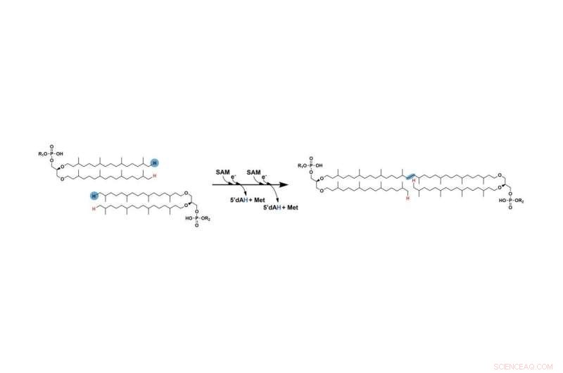 Discovery of Missing Step in Lipid Formation Paves Way for Climate Reconstruction