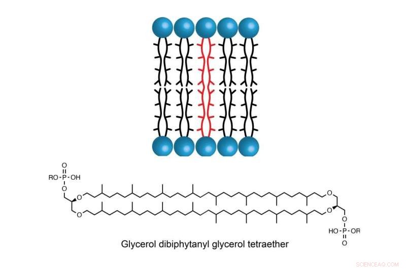 Discovery of Missing Step in Lipid Formation Paves Way for Climate Reconstruction