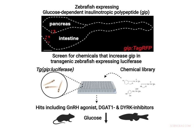 Targeting Incretin-Expressing Cells: A Novel In Vivo Drug Discovery Approach for Diabetes Treatment