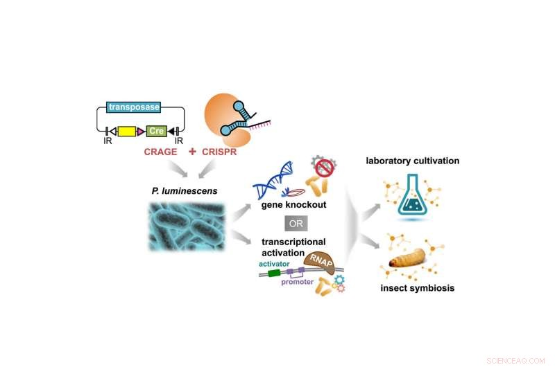 Unlocking Microbial Secondary Metabolites with CRAGE‑CRISPR Technology