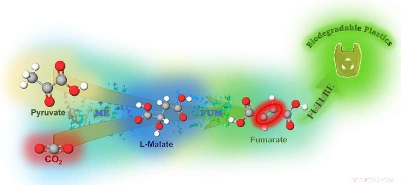 Applying Photosynthetic Principles to Convert CO₂ into Plastic Precursors