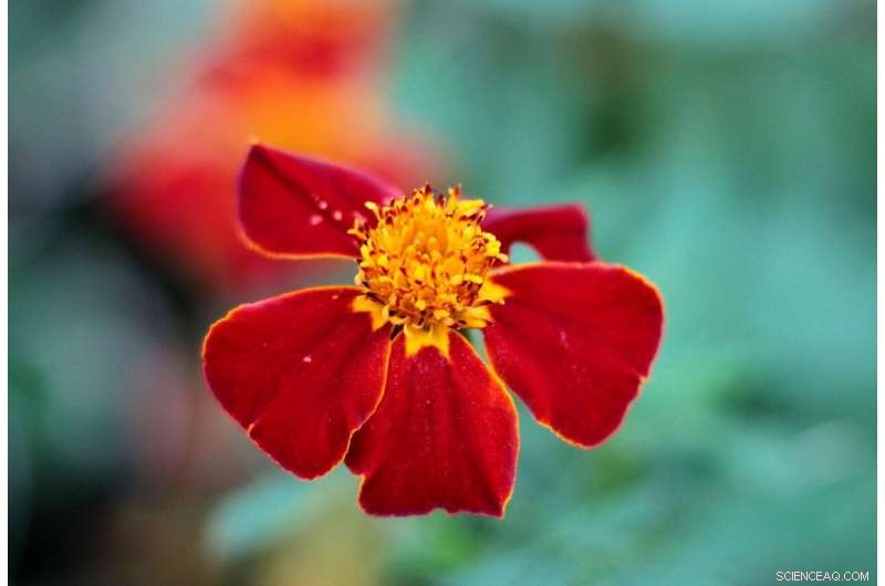 Promising Antiviral Effects of Natural Compounds from Green Tea, Olive Oil, and Red Wine