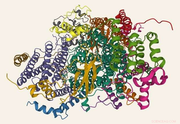 New Study Uncovers Unexpected Details About Cytochrome c Oxidase, the Enzyme That Powers Cellular Energy