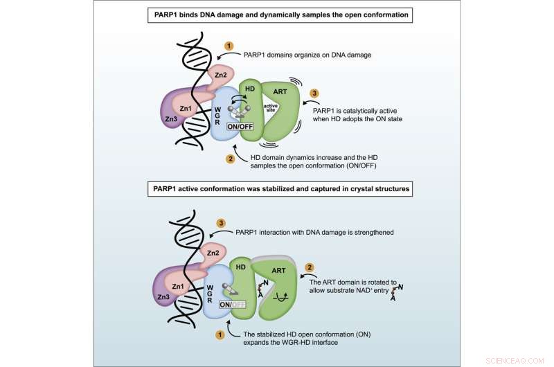 New Structural Insights into PARP1 Offer Promising Pathways for Next-Gen Cancer Therapies