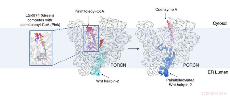Cryo-EM Uncovers PORCN-Mediated Lipidation in Wnt Signaling