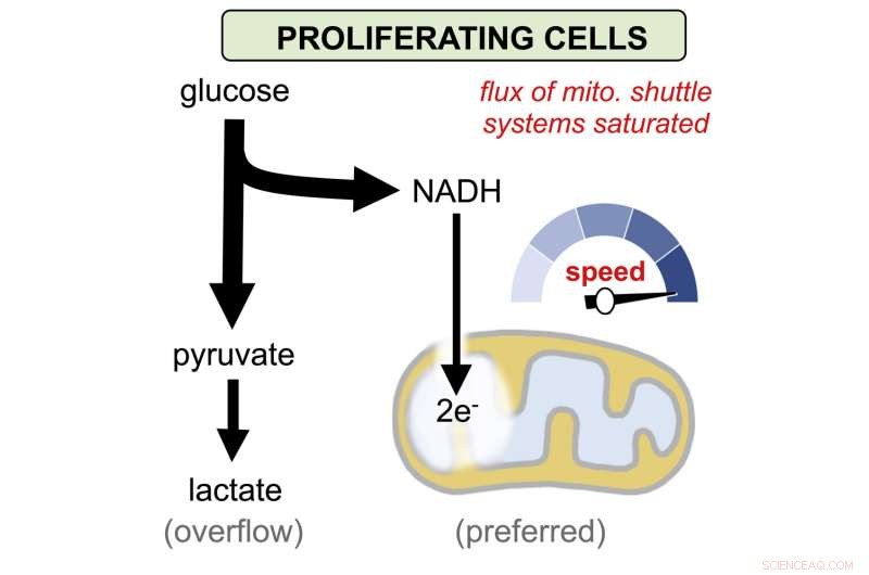 Cancer’s Sugar Metabolism: Classic Pathways Unveiled