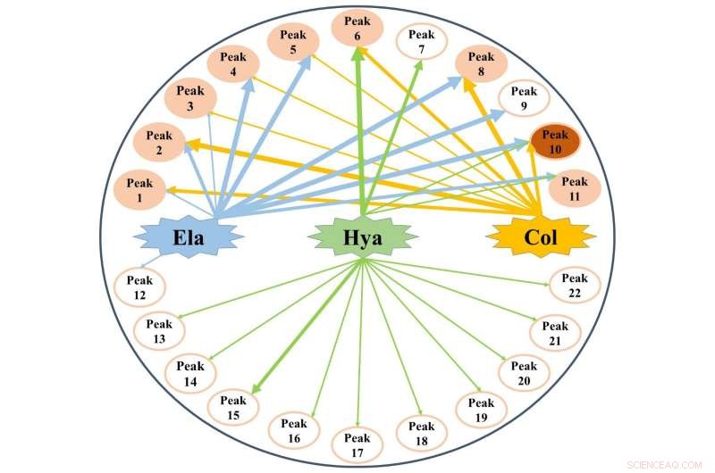 Unlocking the Anti‑Aging Potential of Moringa oleifera Leaf Compounds
