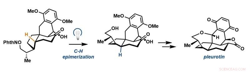 New Concise Synthesis of Pleurotin via Photoredox Radical Epimerization
