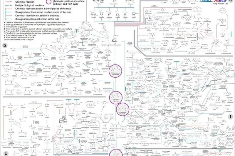 Interactive Metabolic Pathway Map for Bio-Based Chemical Synthesis