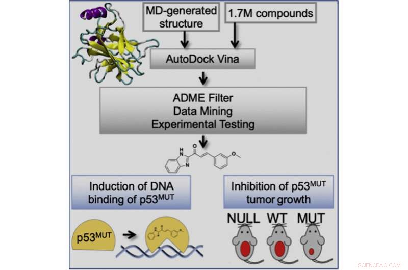 Computational Strategy Identifies Small Molecules to Restore Mutant p53 Tumor Suppression