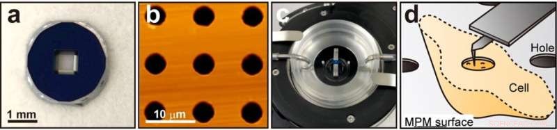 Chemical Fixation Leads to Aggregation Artifacts—A New AFM Technique Using Porous Silicon Nitride Membranes
