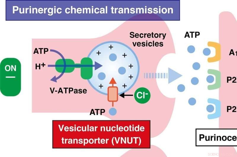 Uncovering EPA’s Molecular Targets: A Promising Natural Solution for Chronic Pain