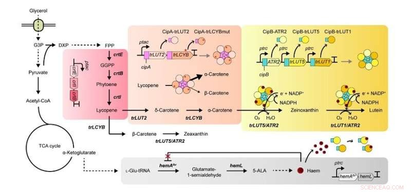 Engineered Bacterial Strain Achieves High-Yield Lutein Production