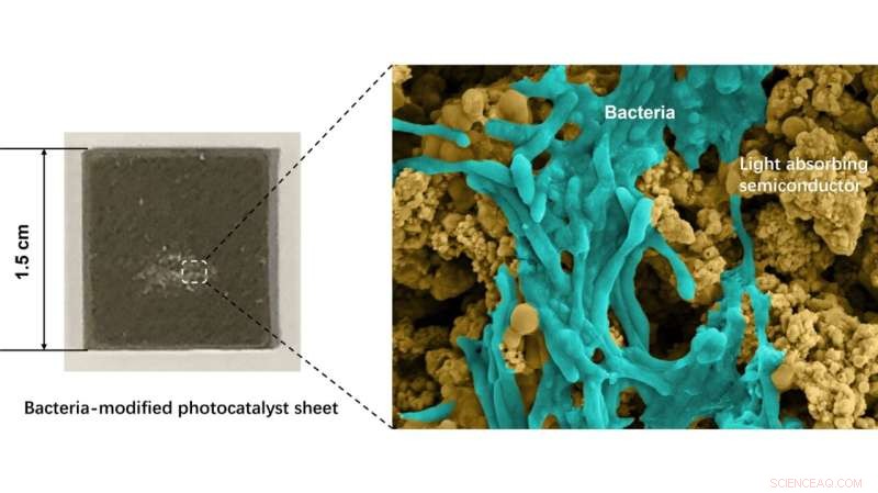 Revolutionary Solar‑Water‑CO₂ Conversion Technology Yields Acetate, Oxygen, and High‑Value Fuels