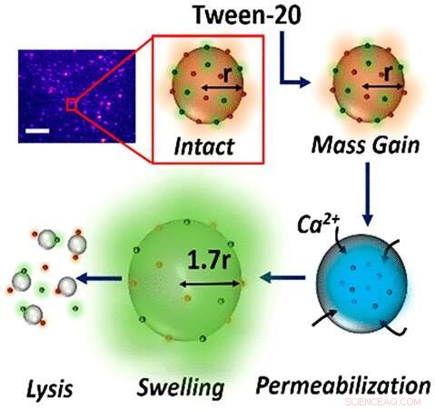 Scientists Uncover the Exact Mechanism Behind Detergents  Action