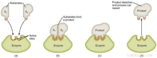 Reevaluating the Source of Enzymes’ Catalytic Power