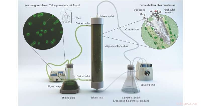 Innovative Membrane System Harvests Valuable Chemicals from Microalgae