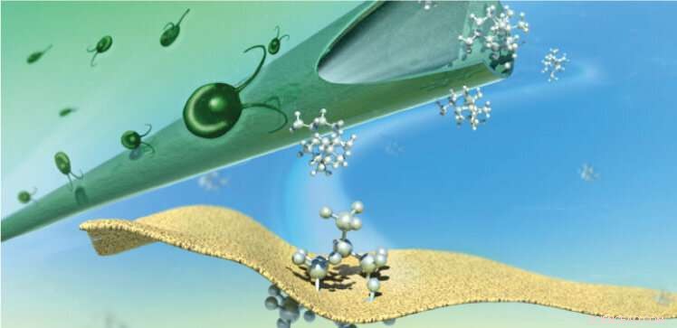 Innovative Membrane System Harvests Valuable Chemicals from Microalgae
