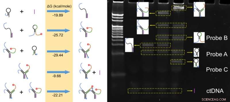 New Dual-Mode Electrochemical/Fluorescent Biosensor Enhances Detection of Circulating Tumor DNA