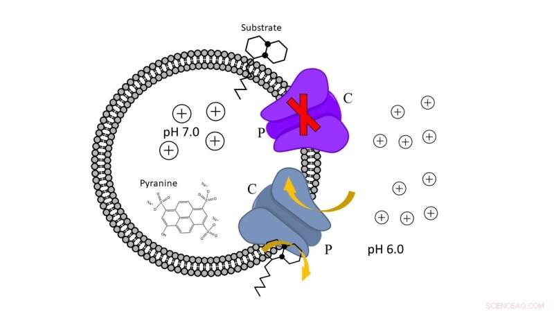 Advancing New Anti‑Tuberculosis Therapies: Targeting MmpL3