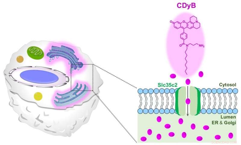 Efficient Technique for Distinguishing B and T Lymphocytes