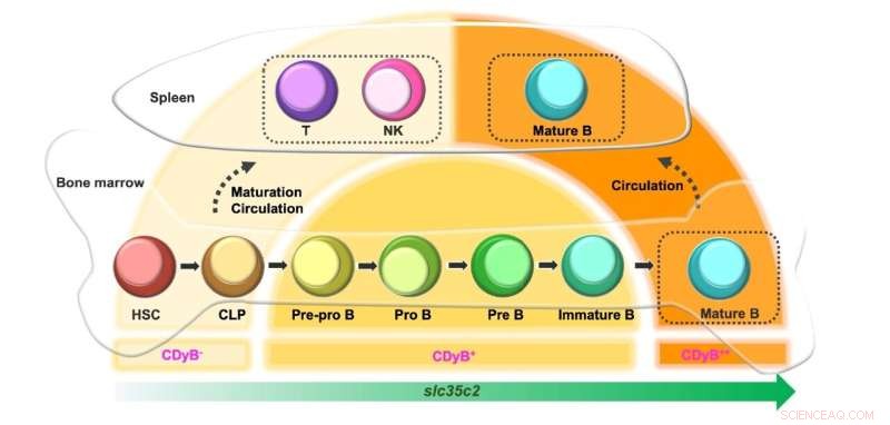 Efficient Technique for Distinguishing B and T Lymphocytes