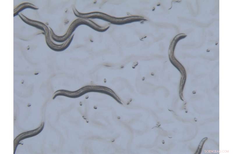Using C. elegans Worms to Advance Personalized Medicine