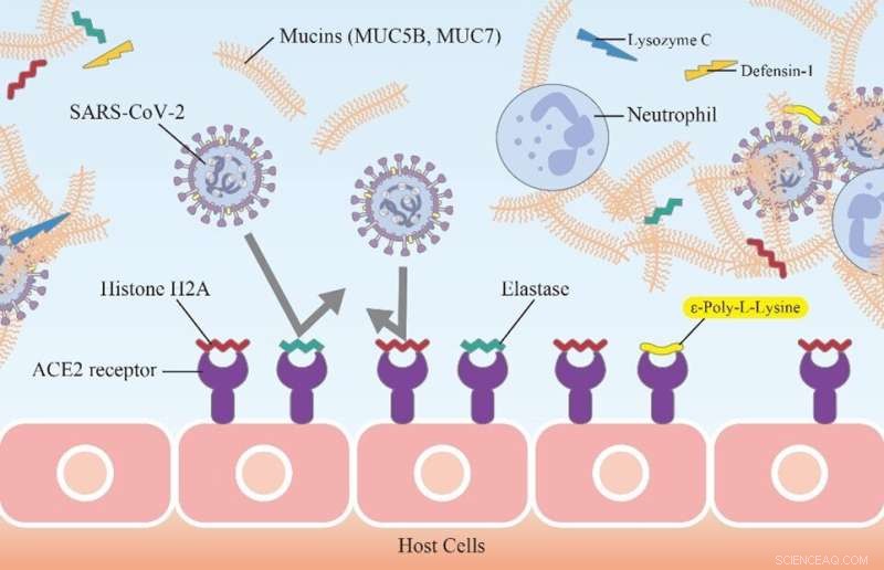 Saliva Reveals Novel ACE2‑Blocking Proteins Protecting Against COVID‑19