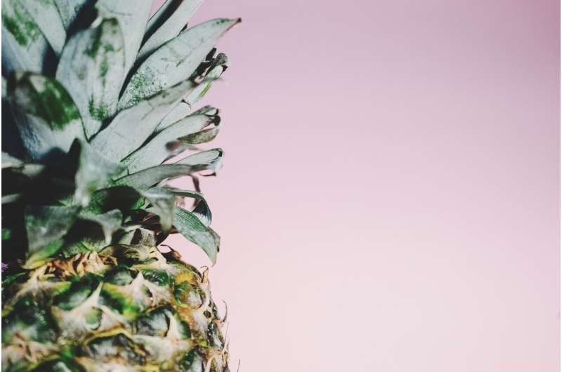 Pineapple Leaves: A Sustainable Alternative to Plastic in Disposable Masks