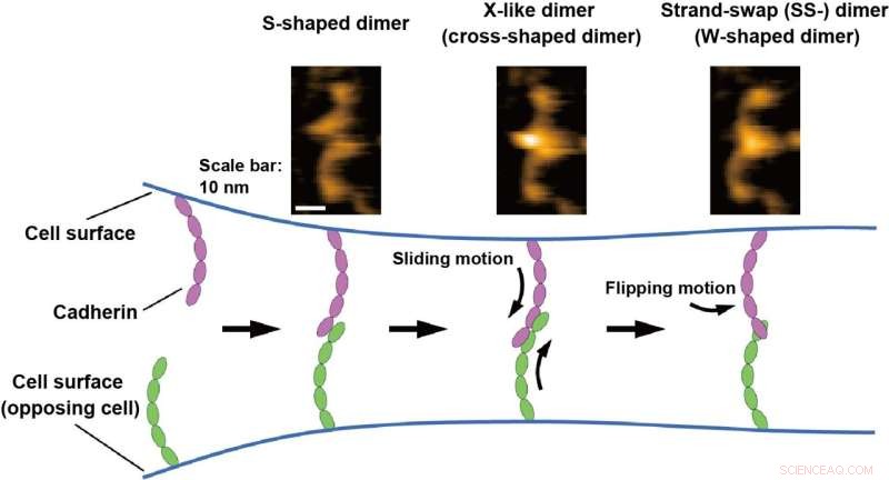 High-Speed AFM Reveals Cadherin Binding Dynamics in Solution