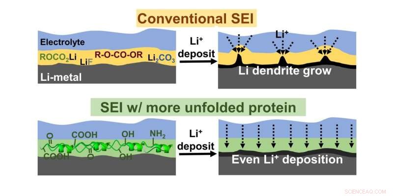 Protein-Enhanced SEI for Uniform Li Deposition in Metal Batteries