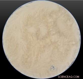 Eco‑Friendly Sound Absorbers Made from Seaweed: Sustainable Acoustic Panels