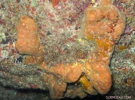 Brazilian Researchers Find New Sponge-Derived Compounds that Combat Antibiotic-Resistant Bacteria