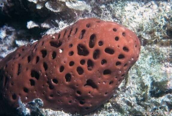 Brazilian Researchers Find New Sponge-Derived Compounds that Combat Antibiotic-Resistant Bacteria