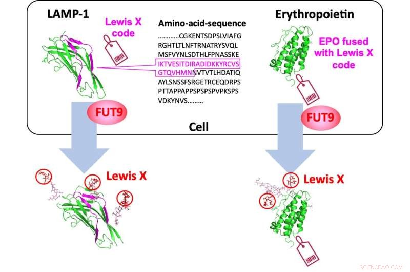 Researchers Decode Protein-Embedded Glycosylation Code, Enabling Precision Glycan Engineering