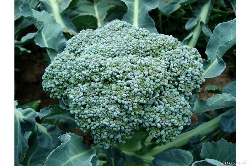 Can Broccoli-Derived Phytochemicals Combat Antibiotic-Resistant Pathogens?