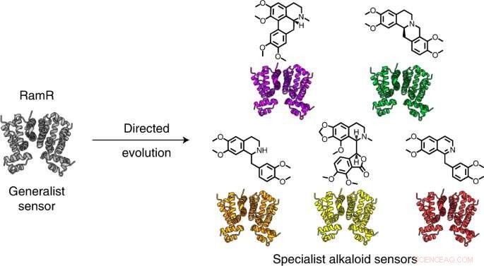 Engineered Bacteria Streamline Drug Production
