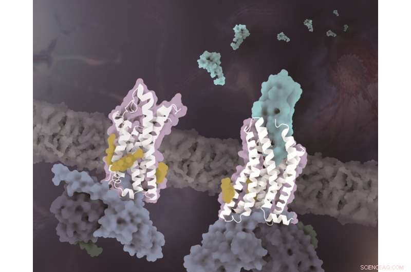 New CX3CR1 Structures Reveal How Cholesterol Regulates Receptor Activation