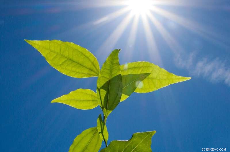 Scientists Map Complete Biosynthetic Pathway for Strychnine in Poison Nut Tree