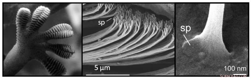 Ultra-Thin Lipid Coating Enhances Gecko Toe Adhesion