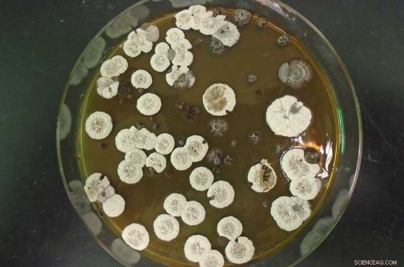 Scientists Discover Bacteria‑Produced Molecule as a Promising Jet Fuel Alternative