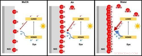 Advancing Solar Fuel Production: Enhancing Photocathode Efficiency for Sustainable Energy